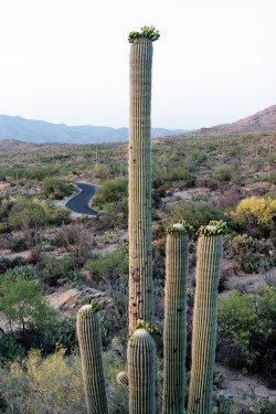 Saguaro National Park Biking – Tucson, Arizona