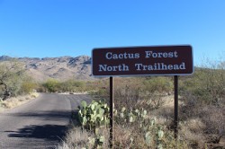 Cactus Forest Trail Saguaro National Park East | Mountain Bike Ride in Tucson, Arizona