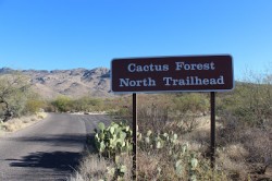 Cactus Forest Trail Saguaro National Park East | Mountain Bike Ride in Tucson, Arizona